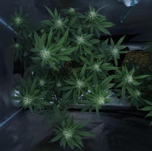 Butterbean Birdseed - Fast Flowering LSO. Week 12 - Faster Master (Day 79)