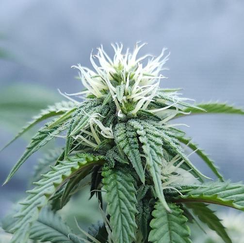 Butterbean Birdseed - Fast Flowering LSO. Week 12 - Faster Master (Day 79)