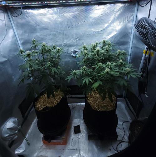 Butterbean Birdseed - Fast Flowering LSO. Week 12 - 04/23/26