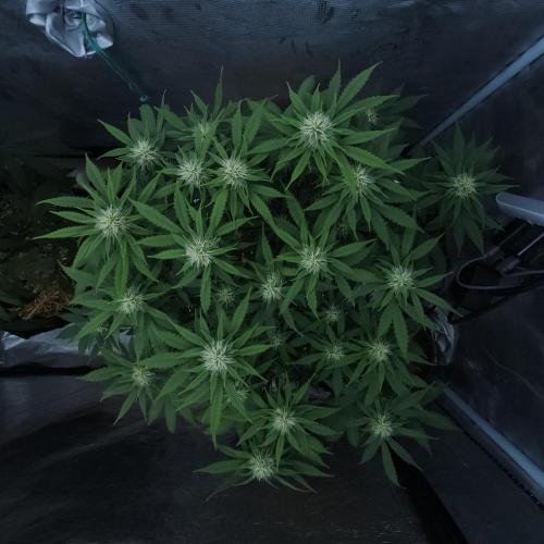 Butterbean Birdseed - Fast Flowering LSO. Week 12 - UBC Chemo (Day 89)
