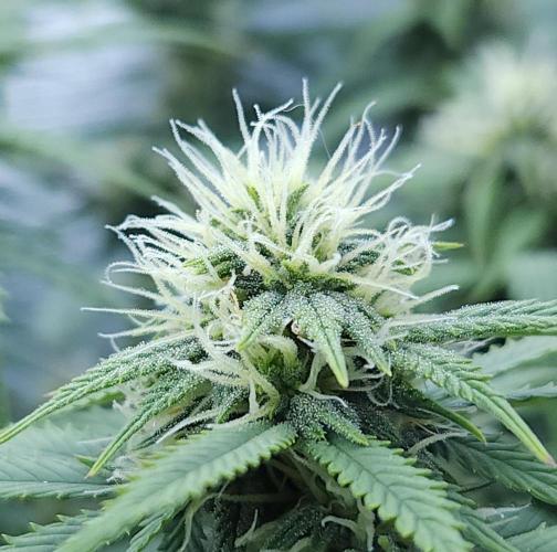 Butterbean Birdseed - Fast Flowering LSO. Week 12 - UBC Chemo (Day 89)