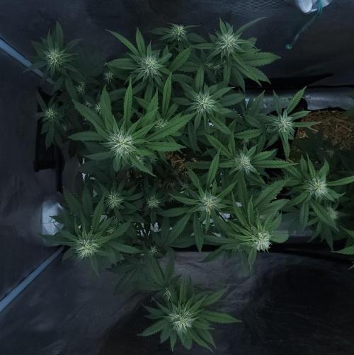 Butterbean Birdseed - Fast Flowering LSO. Week 12 - Faster Master (Day 80)