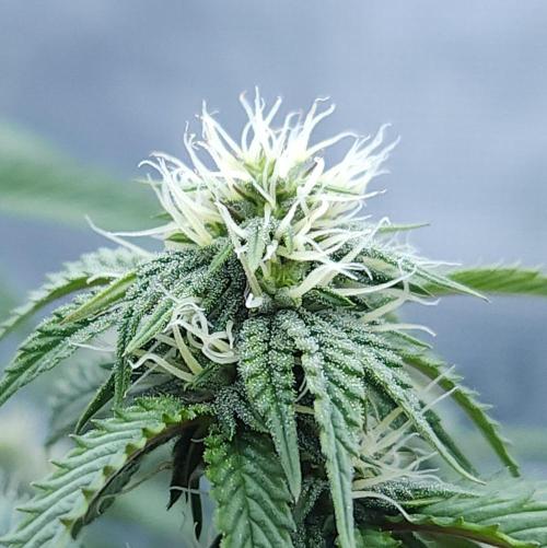 Butterbean Birdseed - Fast Flowering LSO. Week 12 - Faster Master (Day 80)