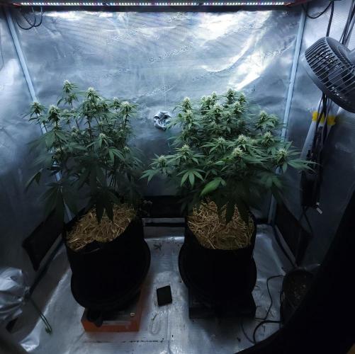 Butterbean Birdseed - Fast Flowering LSO. Week 12 - 04/24/26