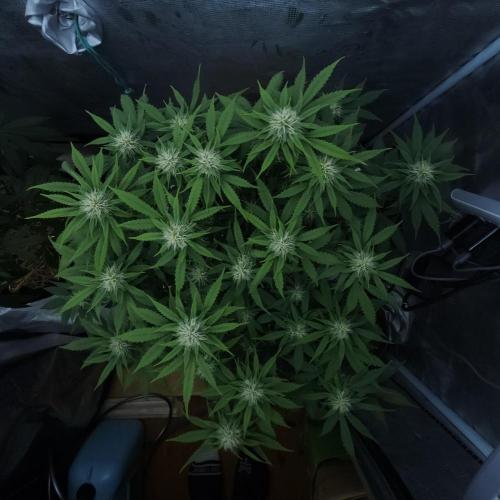 Butterbean Birdseed - Fast Flowering LSO. Week 12 - UBC Chemo (Day 90)