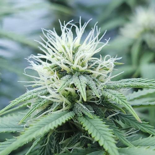 Butterbean Birdseed - Fast Flowering LSO. Week 12 - UBC Chemo (Day 90)