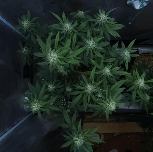 Butterbean Birdseed - Fast Flowering LSO. Week 12 - Faster Master (Day 81)