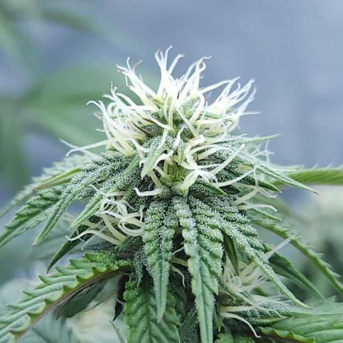 Butterbean Birdseed - Fast Flowering LSO. Week 12 - Faster Master (Day 81)