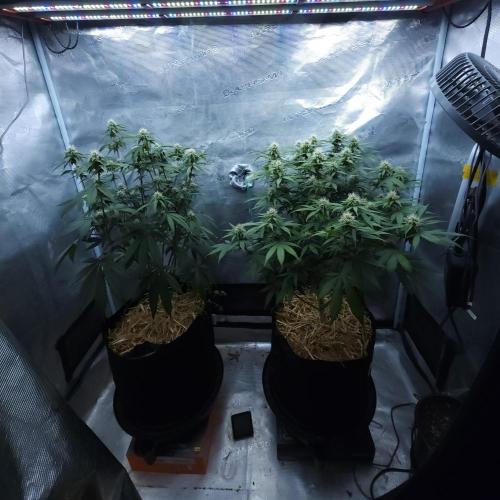 Butterbean Birdseed - Fast Flowering LSO. Week 12 - 04/25/26