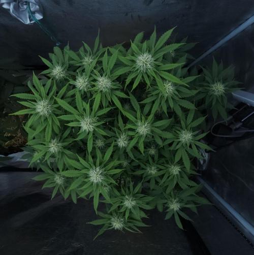 Butterbean Birdseed - Fast Flowering LSO. Week 12 - UBC Chemo (Day 91)
