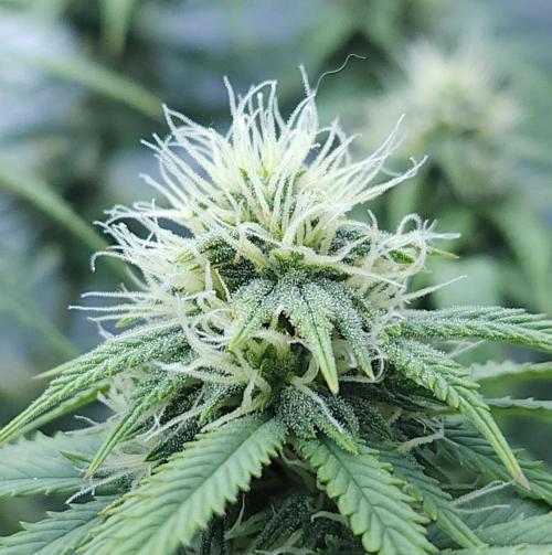Butterbean Birdseed - Fast Flowering LSO. Week 12 - UBC Chemo (Day 91)