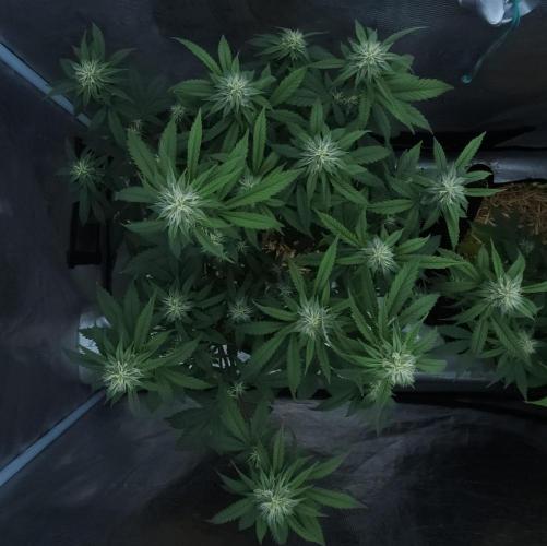 Butterbean Birdseed - Fast Flowering LSO. Week 12 - Faster Master (Day 82)