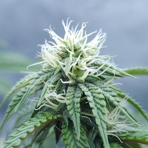Butterbean Birdseed - Fast Flowering LSO. Week 12 - Faster Master (Day 82)