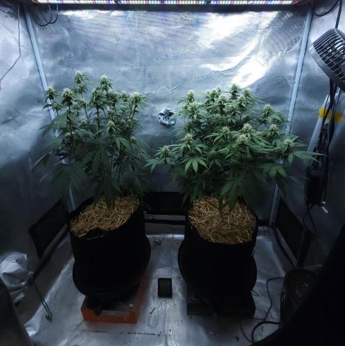 Butterbean Birdseed - Fast Flowering LSO. Week 12 - 04/26/26