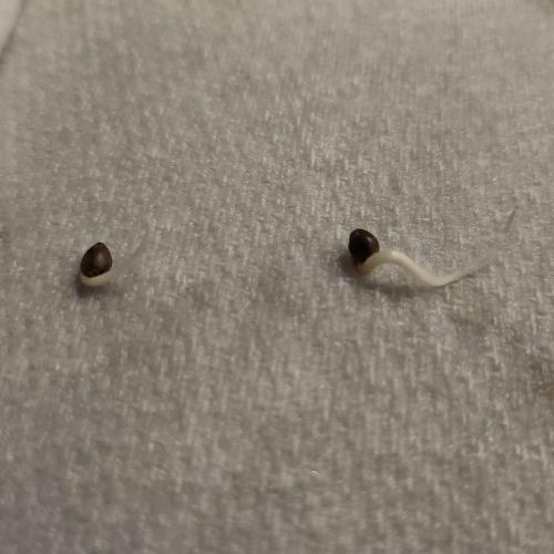 Night Owl LSO/Organics !. Week 0 - 04/26/26