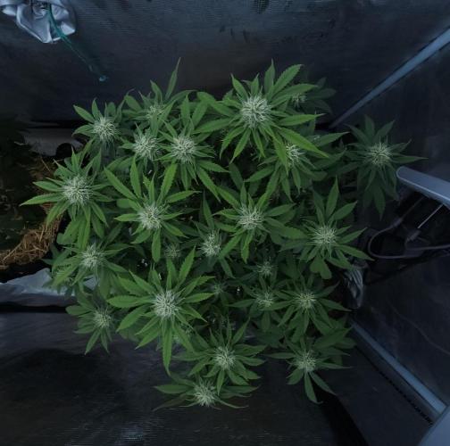 Butterbean Birdseed - Fast Flowering LSO. Week 12 - UBC Chemo (Day 92)