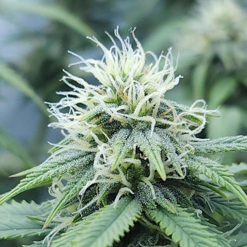 Butterbean Birdseed - Fast Flowering LSO. Week 12 - UBC Chemo (Day 92)