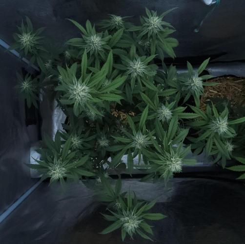 Butterbean Birdseed - Fast Flowering LSO. Week 12 - Faster Master (Day 83)