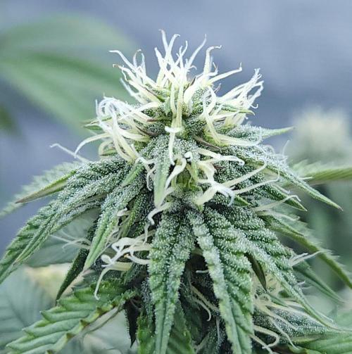 Butterbean Birdseed - Fast Flowering LSO. Week 12 - Faster Master (Day 83)