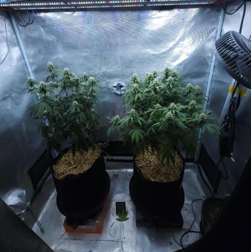 Butterbean Birdseed - Fast Flowering LSO. Week 12 - 04/27/26