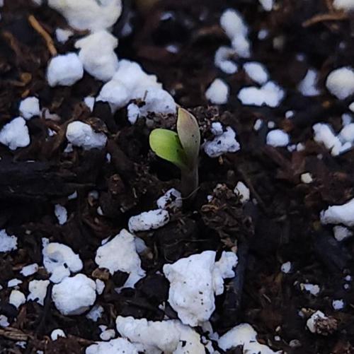 Night Owl LSO/Organics !. Week 0 - Instant Classik 04/27/26