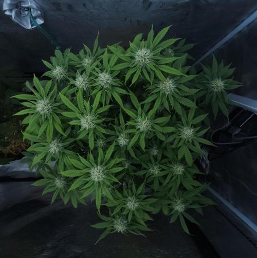 Butterbean Birdseed - Fast Flowering LSO. Week 13 - UBC Chemo (Day 93)
