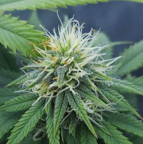 Butterbean Birdseed - Fast Flowering LSO. Week 13 - UBC Chemo (Day 93)