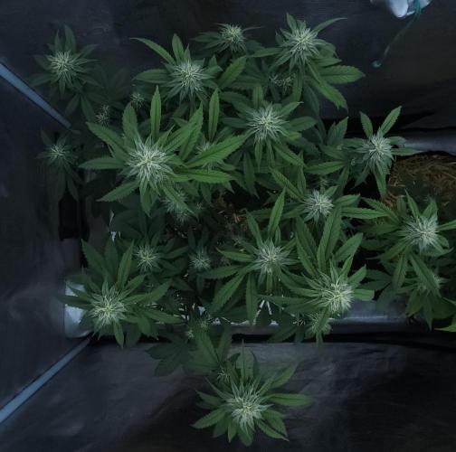 Butterbean Birdseed - Fast Flowering LSO. Week 13 - Faster Master (Day 84)

