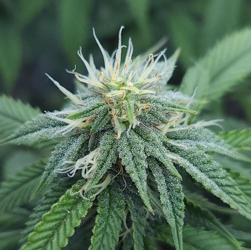 Butterbean Birdseed - Fast Flowering LSO. Week 13 - Faster Master (Day 84)
