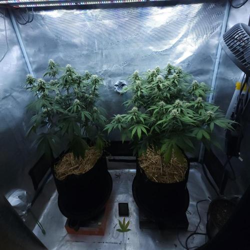 Butterbean Birdseed - Fast Flowering LSO. Week 13 - 04/28/26
