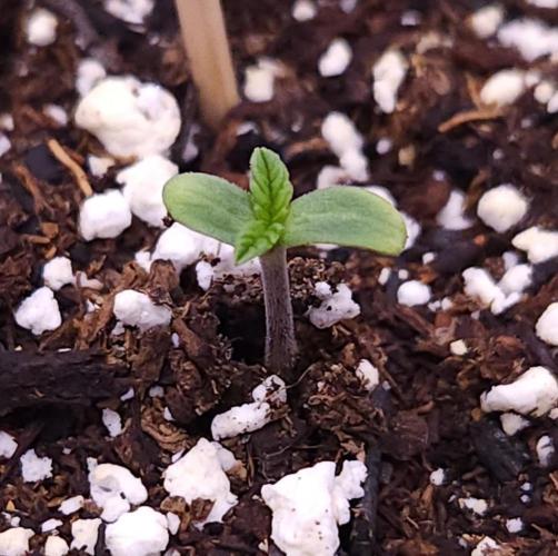 Night Owl LSO/Organics !. Week 0 - Instant Classik 04/29/26