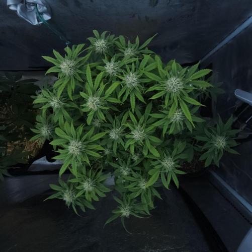 Butterbean Birdseed - Fast Flowering LSO. Week 13 - UBC Chemo (Day 94)