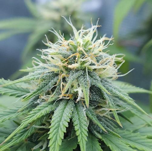 Butterbean Birdseed - Fast Flowering LSO. Week 13 - UBC Chemo (Day 94)