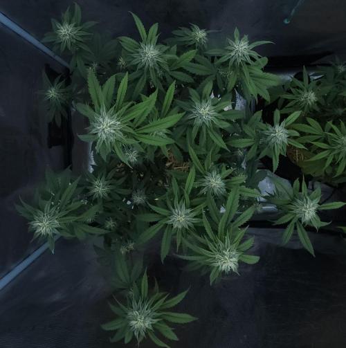 Butterbean Birdseed - Fast Flowering LSO. Week 13 - Faster Master (Day 85)