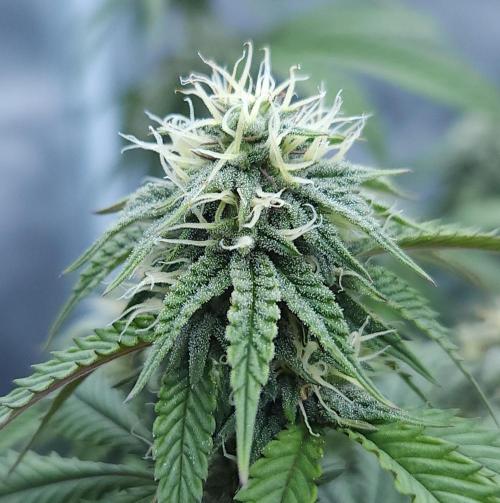 Butterbean Birdseed - Fast Flowering LSO. Week 13 - Faster Master (Day 85)
