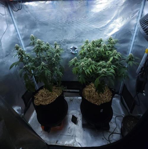 Butterbean Birdseed - Fast Flowering LSO. Week 13 - 04/29/26