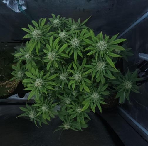 Butterbean Birdseed - Fast Flowering LSO. Week 13 - UBC Chemo (Day 95)