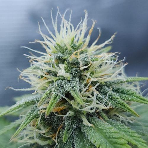 Butterbean Birdseed - Fast Flowering LSO. Week 13 - UBC Chemo (Day 95)