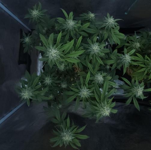 Butterbean Birdseed - Fast Flowering LSO. Week 13 - Faster Master (Day 86)