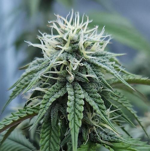 Butterbean Birdseed - Fast Flowering LSO. Week 13 - Faster Master (Day 86)