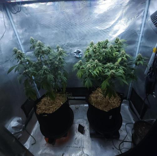 Butterbean Birdseed - Fast Flowering LSO. Week 13 - 04/30/26