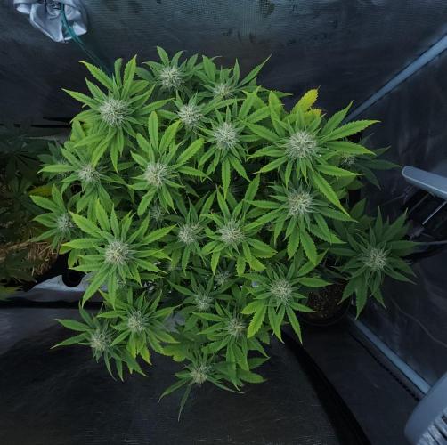 Butterbean Birdseed - Fast Flowering LSO. Week 13 - UBC Chemo (Day 96)