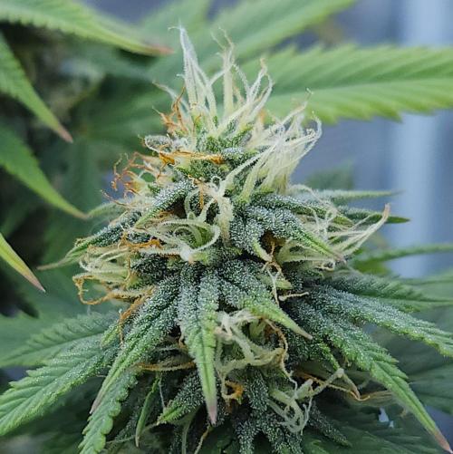 Butterbean Birdseed - Fast Flowering LSO. Week 13 - UBC Chemo (Day 96)