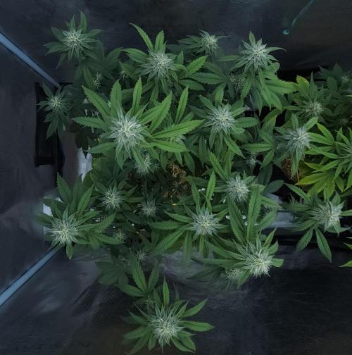 Butterbean Birdseed - Fast Flowering LSO. Week 13 - Faster Master (Day 87)