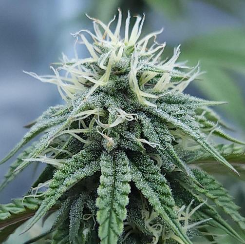 Butterbean Birdseed - Fast Flowering LSO. Week 13 - Faster Master (Day 87)