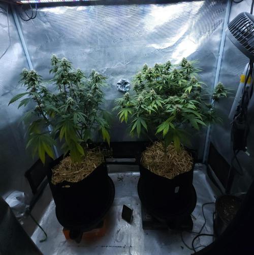 Butterbean Birdseed - Fast Flowering LSO. Week 13 - 05/01/26