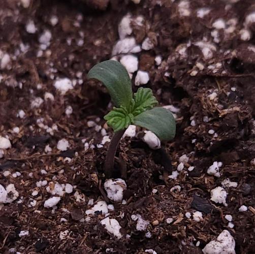 Night Owl LSO/Organics !. Week 1 - Chem 'N' Kush (Day 1)