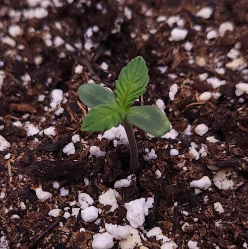 Night Owl LSO/Organics !. Week 1 - Instant Classik (Day 1)