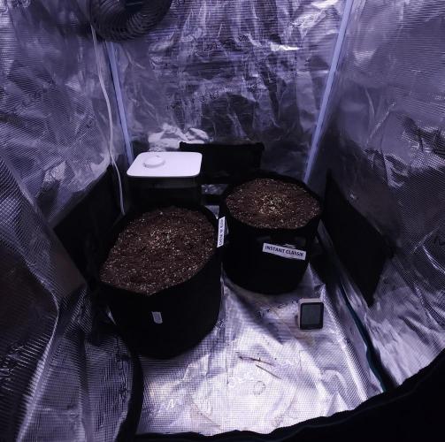 Night Owl LSO/Organics !. Week 1 - 05/01/26