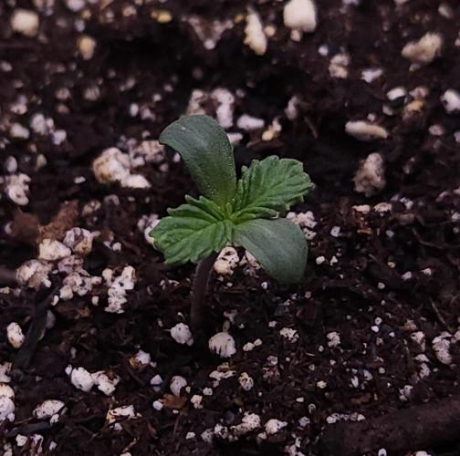Night Owl LSO/Organics !. Week 1 - Chem 'N' Kush (Day 2)